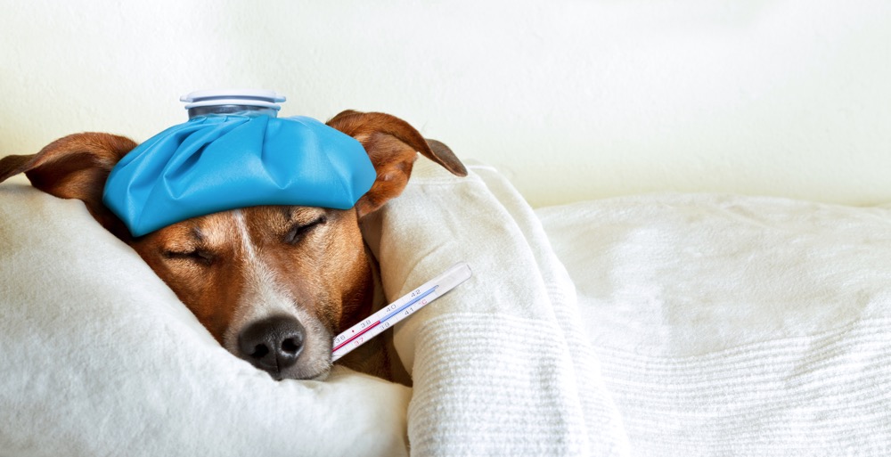 How to Take a Sick Day Like a Boss