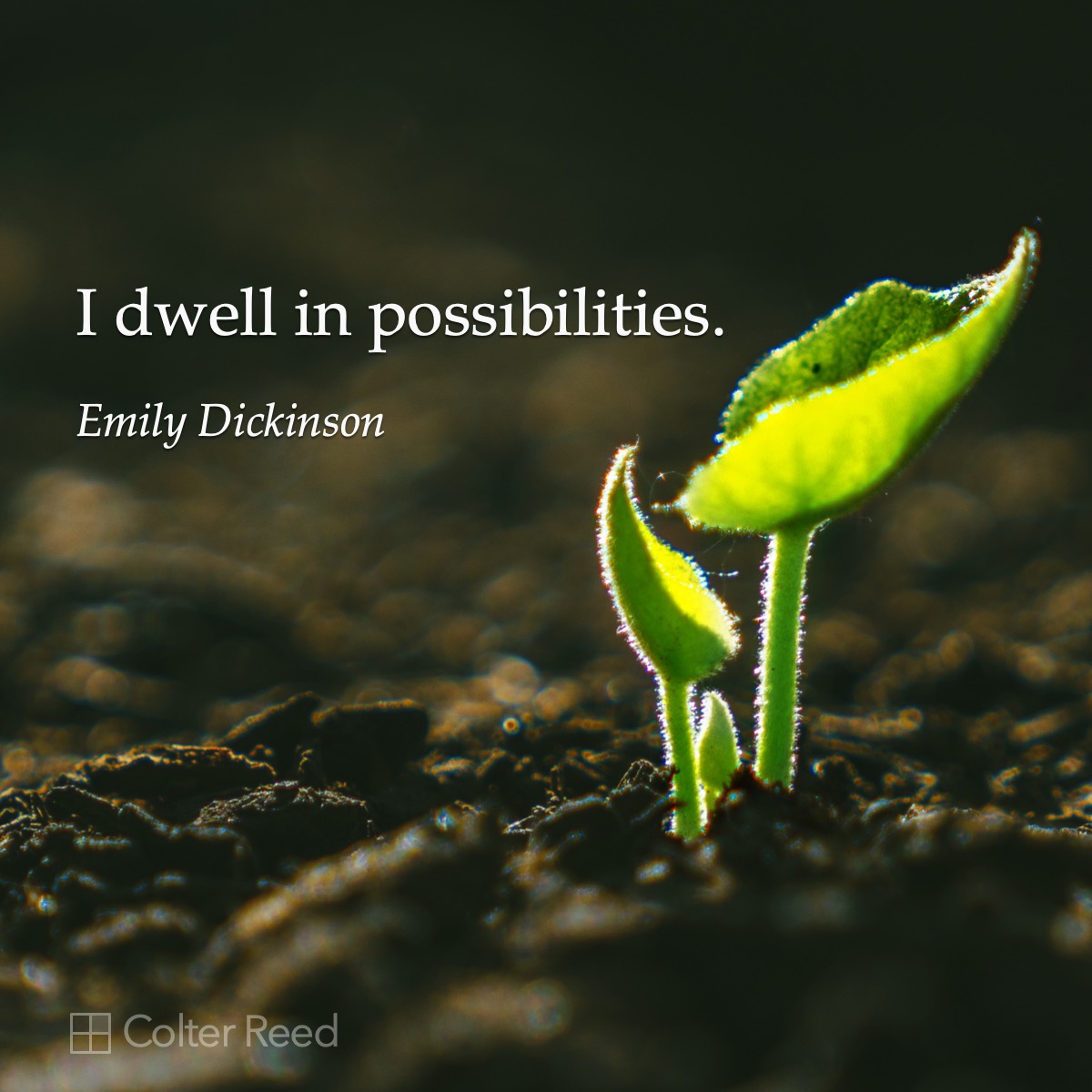 I dwell in possibilities. —Emily Dickinson